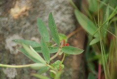 Indigofera dimidiata