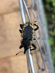 Homalinotus deplanatus