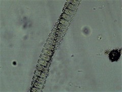 Desmidium