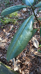 Magnolia grandiflora