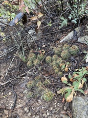Coryphantha nickelsiae