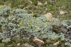 Helichrysum galpinii