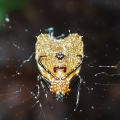 Micrathena clypeata