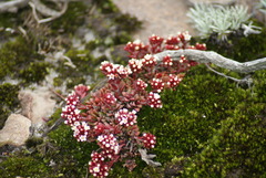 Crassula setulosa