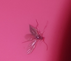 Diptera