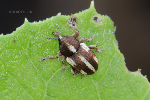 kvetovka päťbodková (Tychius quinquepunctatus)