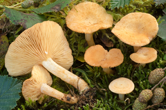 Lactarius alpinus