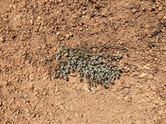 Euphorbia polycarpa polycarpa