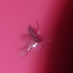 Diptera