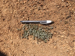 Euphorbia polycarpa polycarpa