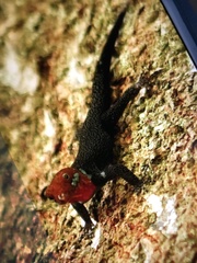 Gonatodes albogularis fuscus