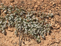 Euphorbia polycarpa polycarpa