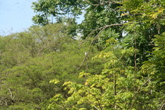 Tyrannus dominicensis