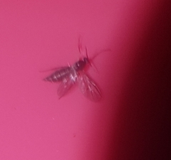 Diptera