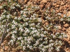 Euphorbia polycarpa polycarpa