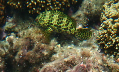 Epinephelus merra