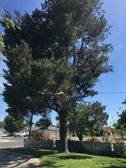 Pinus