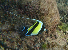 Zanclus cornutus
