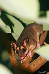 Philander opossum
