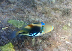 Rhinecanthus aculeatus