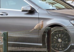 Streptopelia decaocto