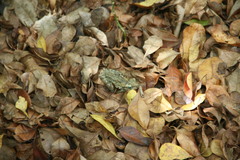 Osteopilus dominicensis