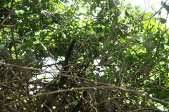 Setophaga ruticilla