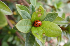 Coccinella septempunctata