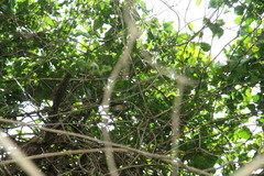 Setophaga ruticilla