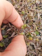 Persicaria prostrata