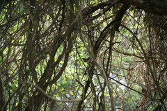 Setophaga ruticilla