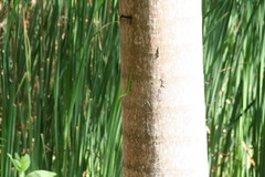 Anolis