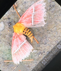 Pseudodirphia menander