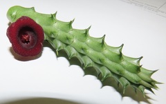 Huernia