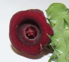 Huernia