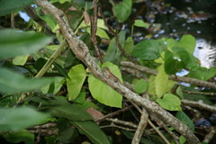 Anolis
