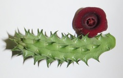 Huernia