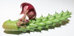 Huernia