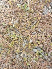 Persicaria prostrata