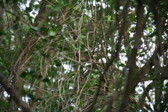 Setophaga ruticilla