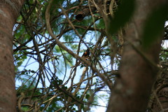 Setophaga ruticilla