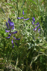 Vicia onobrychioides image