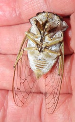 Oxypleura lenihani