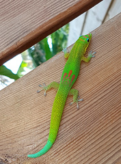 Phelsuma laticauda