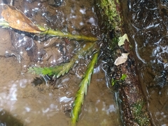 Lockhartia imbricata