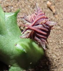 Huernia