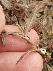 Persicaria prostrata
