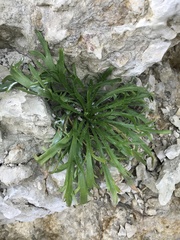 Plantago coronopus