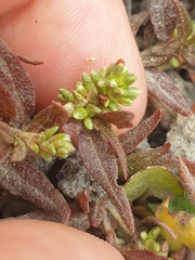 Persicaria prostrata