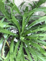 Plantago coronopus